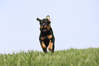 Rottweiler Welpe