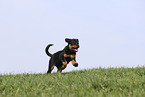 Rottweiler Welpe