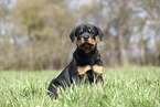 Rottweiler Welpe