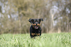 Rottweiler Welpe