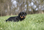 Rottweiler Welpe