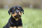 Rottweiler Welpe