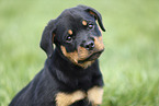 Rottweiler Welpe