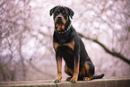 ausgewachsener Rottweiler