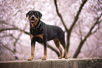 ausgewachsener Rottweiler