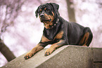 ausgewachsener Rottweiler