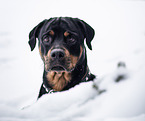 ausgewachsener Rottweiler