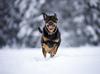 ausgewachsener Rottweiler