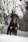 ausgewachsener Rottweiler