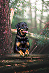 Rottweiler