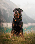 Rottweiler