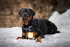 Rottweiler