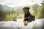 Rottweiler