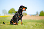Rottweiler