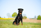 Rottweiler