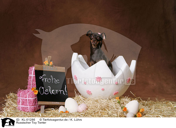 Russischer Toy Terrier / Russian Toy Terrier / KL-01286