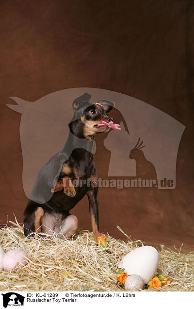 Russischer Toy Terrier / KL-01289