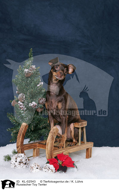 Russischer Toy Terrier / Russian Toy Terrier / KL-02543