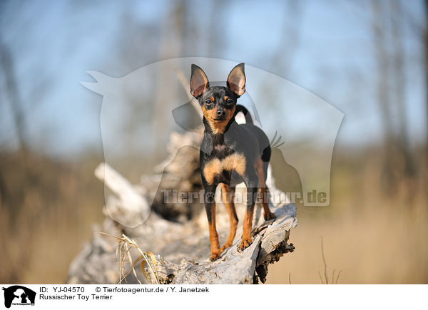 Russischer Toy Terrier / Russian Toy Terrier / YJ-04570