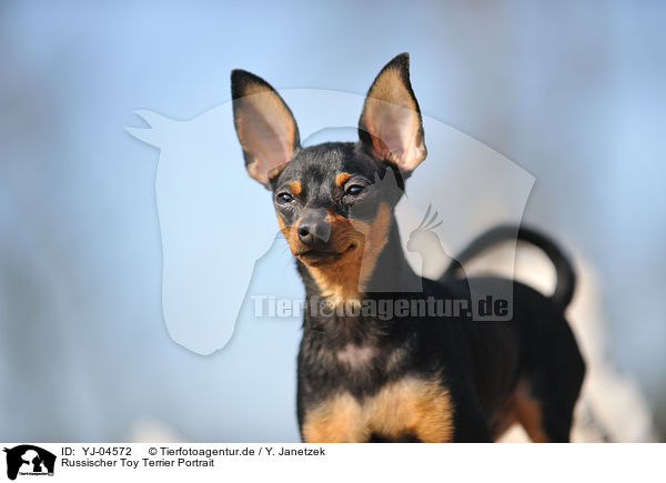 Russischer Toy Terrier Portrait / YJ-04572