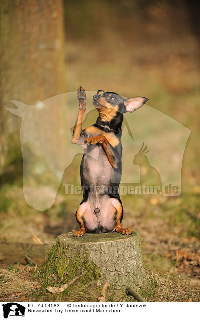 Russischer Toy Terrier macht Mnnchen / Russian Toy Terrier shows trick / YJ-04583