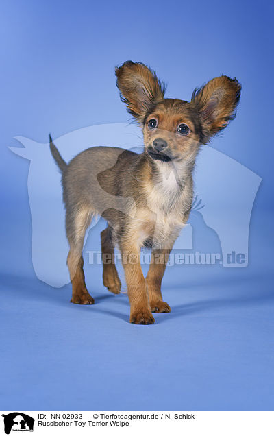 Russischer Toy Terrier Welpe / NN-02933