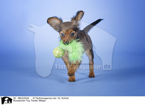 Russischer Toy Terrier Welpe / NN-02934