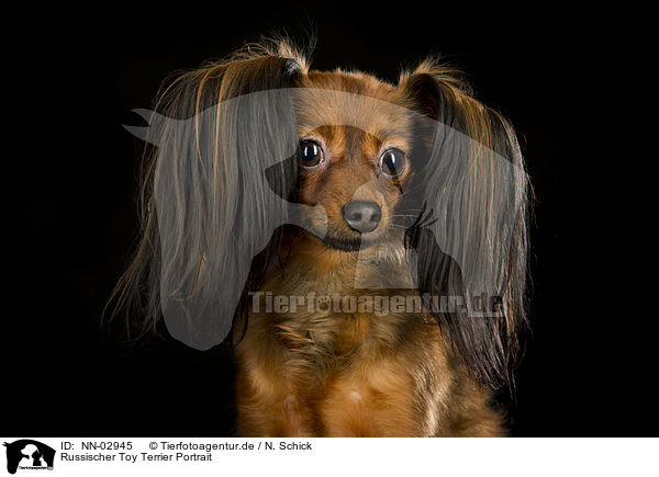 Russischer Toy Terrier Portrait / NN-02945