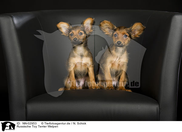 Russische Toy Terrier Welpen / NN-02953