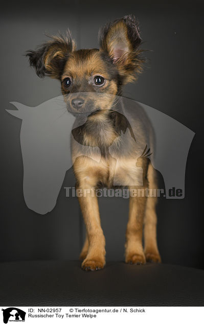 Russischer Toy Terrier Welpe / NN-02957