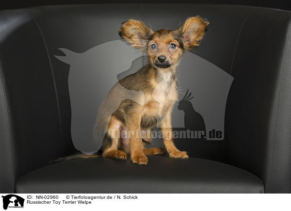 Russischer Toy Terrier Welpe / NN-02960