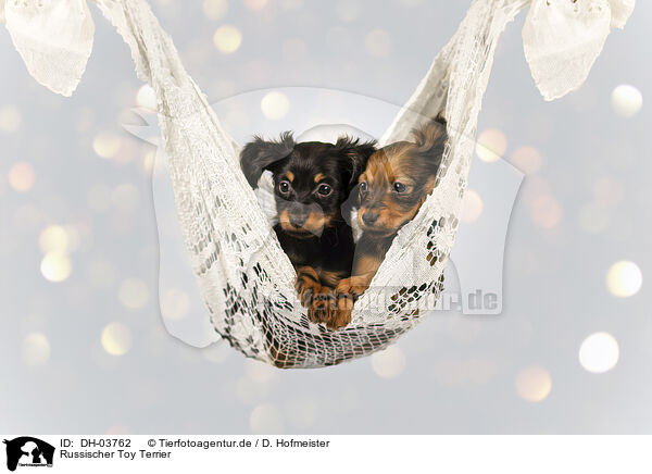 Russischer Toy Terrier / DH-03762