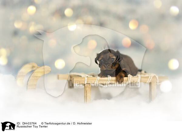 Russischer Toy Terrier / Russian Toy Terrier / DH-03764