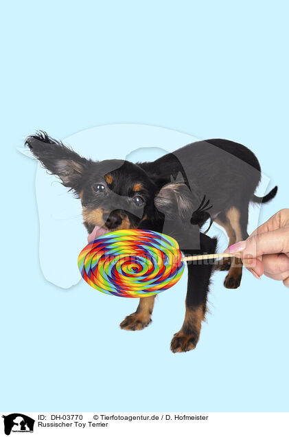 Russischer Toy Terrier / Russian Toy Terrier / DH-03770