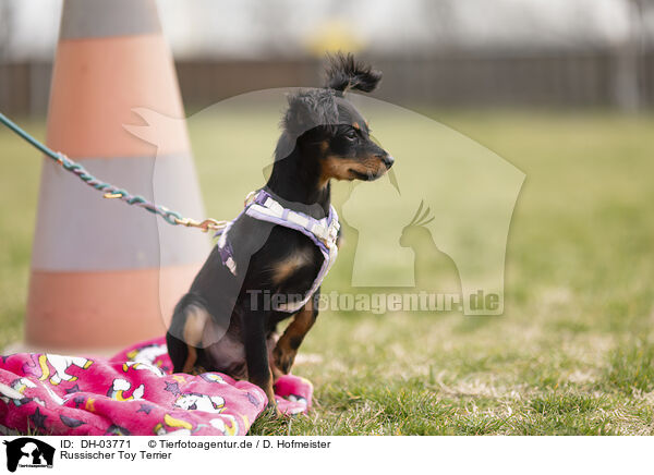 Russischer Toy Terrier / Russian Toy Terrier / DH-03771