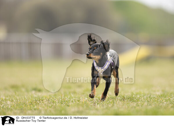 Russischer Toy Terrier / DH-03775