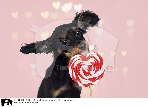 Russischer Toy Terrier / Russian Toy Terrier / DH-03780
