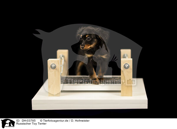 Russischer Toy Terrier / Russian Toy Terrier / DH-03785
