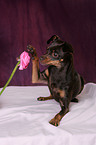 Russisch Toy Terrier