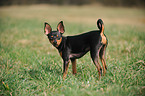 Russischer Toy Terrier