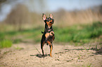 rennender Russischer Toy Terrier