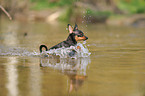 rennender Russischer Toy Terrier