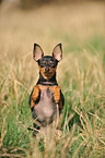 Russischer Toy Terrier macht Mnnchen