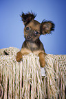 Russischer Toy Terrier Welpe