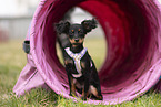 Russischer Toy Terrier