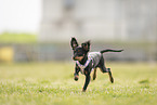Russischer Toy Terrier