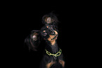 Russischer Toy Terrier