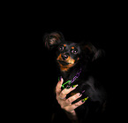 Russischer Toy Terrier