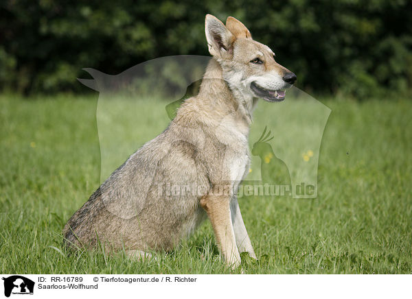 Saarloos-Wolfhund / RR-16789