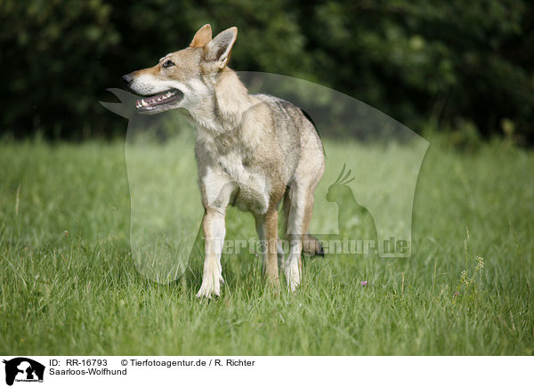 Saarloos-Wolfhund / Saarloos-Wolfhond / RR-16793